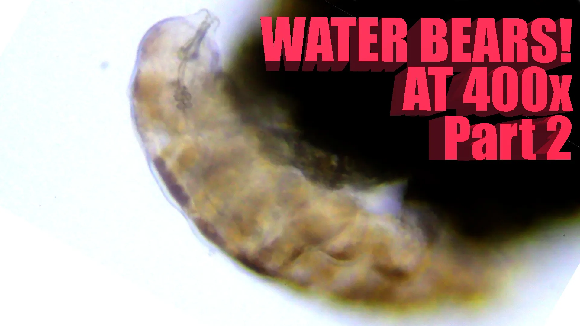 Title card for Water Bears at 400x Part 2, showing a tardigrade under magnification.